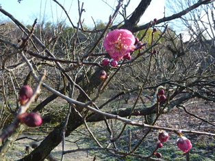 紅梅1