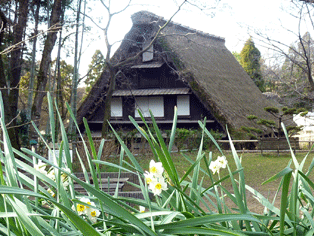 スイセン