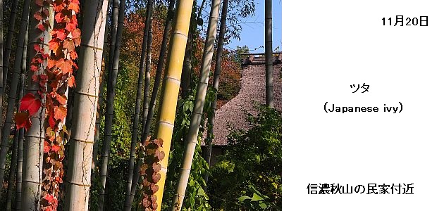 日本民家集落博物館