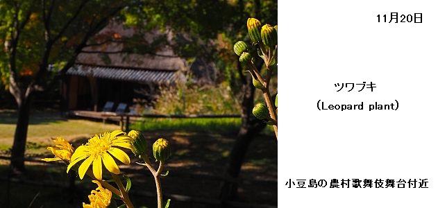 日本民家集落博物館