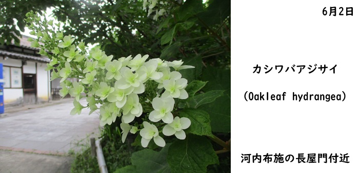 日本民家集落博物館