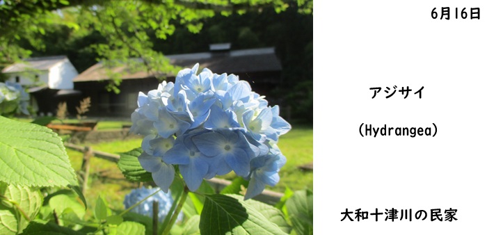 日本民家集落博物館