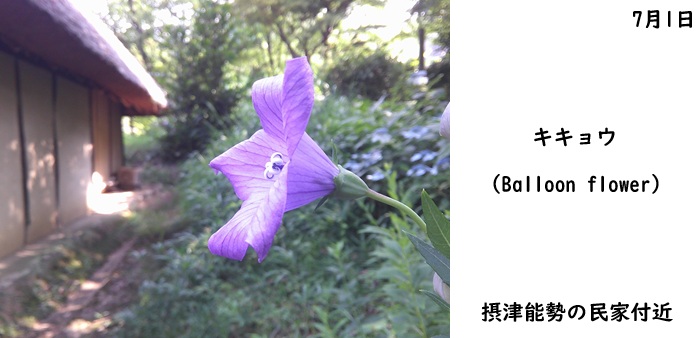 日本民家集落博物館