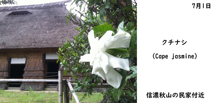 日本民家集落博物館
