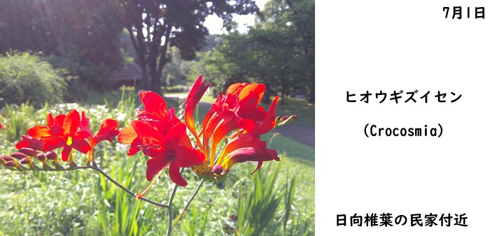 日本民家集落博物館