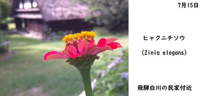 日本民家集落博物館