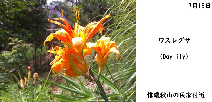 日本民家集落博物館