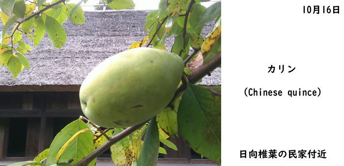 日本民家集落博物館