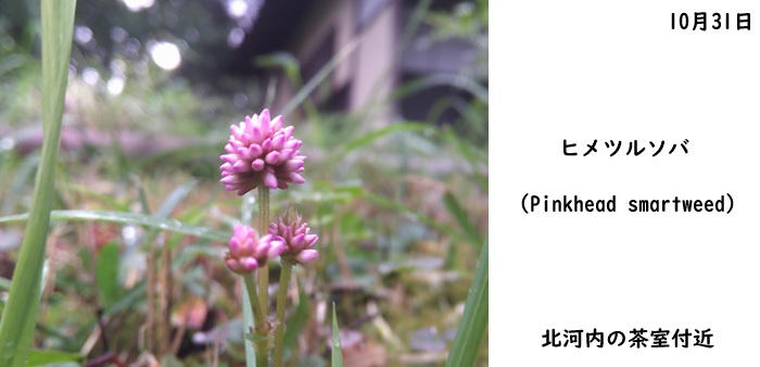 日本民家集落博物館