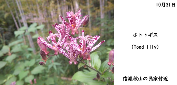 日本民家集落博物館