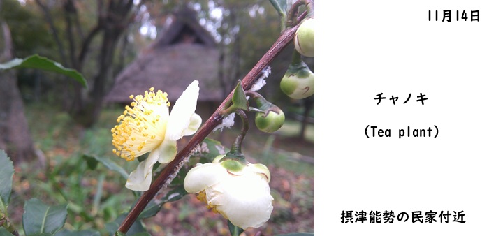 日本民家集落博物館