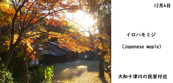 日本民家集落博物館