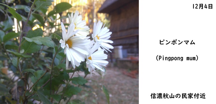 日本民家集落博物館