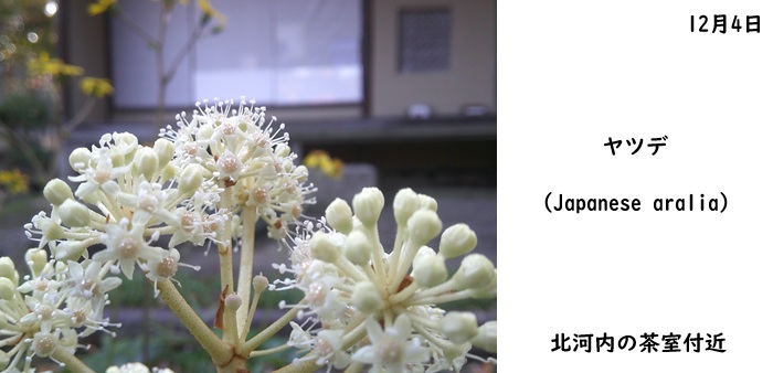 日本民家集落博物館