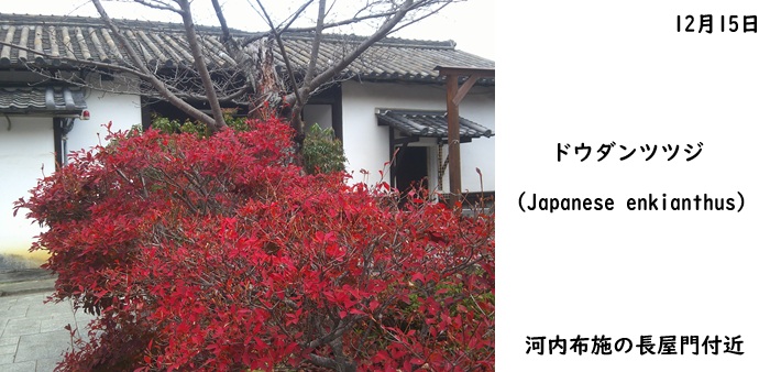 日本民家集落博物館