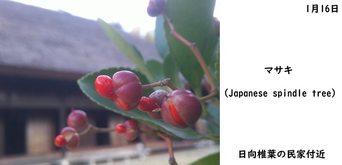 日本民家集落博物館