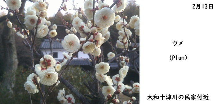 日本民家集落博物館