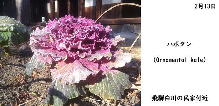 日本民家集落博物館