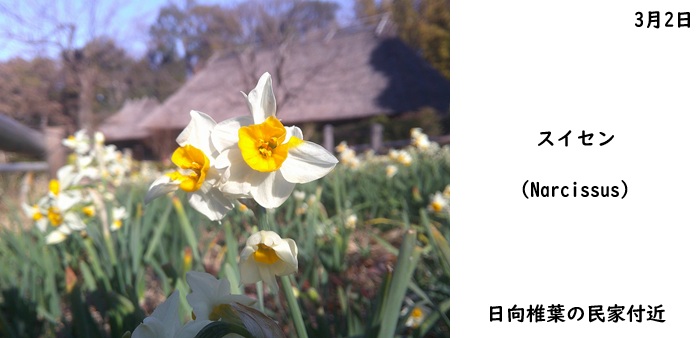 日本民家集落博物館