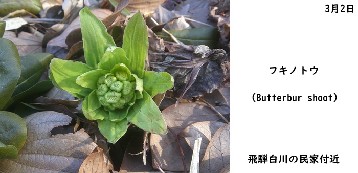 日本民家集落博物館