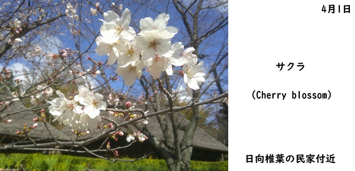 日本民家集落博物館