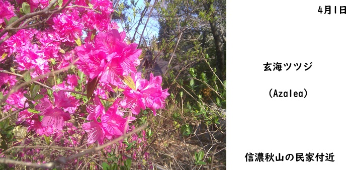 日本民家集落博物館