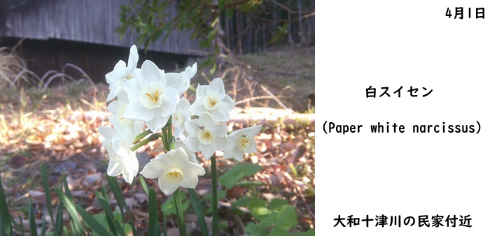 日本民家集落博物館