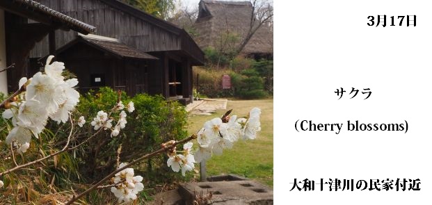日本民家集落博物館