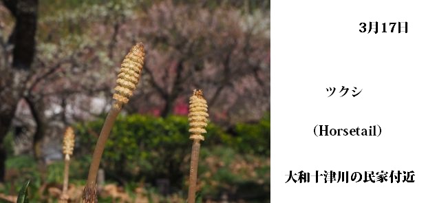 日本民家集落博物館