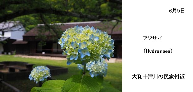日本民家集落博物館