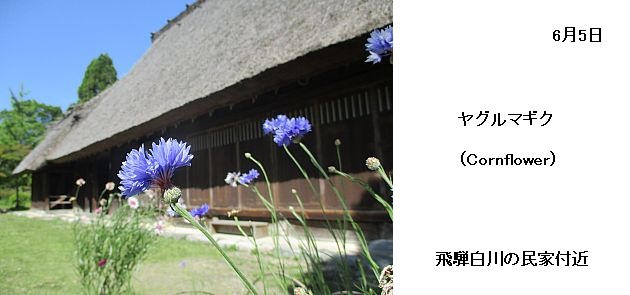 日本民家集落博物館
