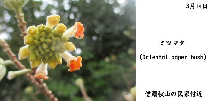 日本民家集落博物館