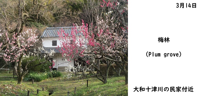 日本民家集落博物館