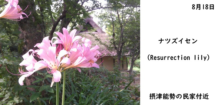 日本民家集落博物館