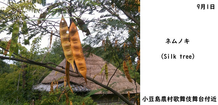 日本民家集落博物館