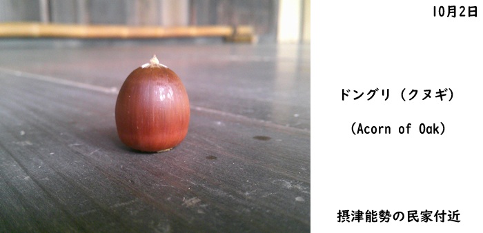 日本民家集落博物館