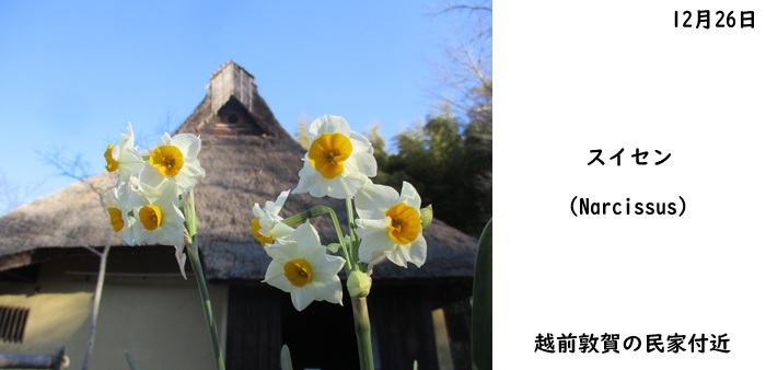 日本民家集落博物館