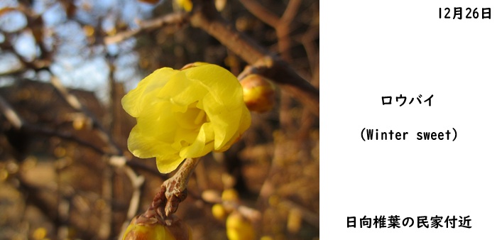 日本民家集落博物館