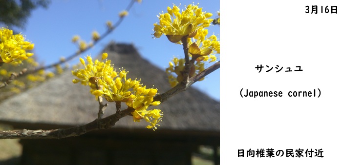 日本民家集落博物館