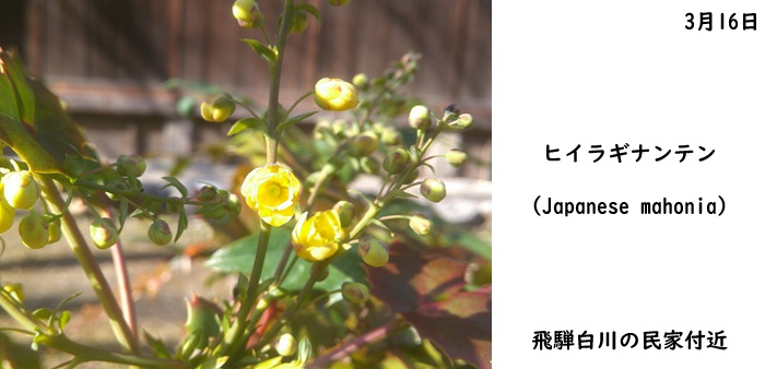 日本民家集落博物館