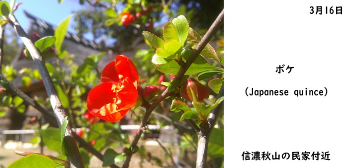 日本民家集落博物館