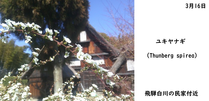 日本民家集落博物館