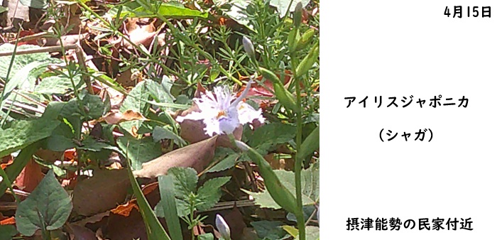 日本民家集落博物館